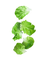 Obraz premium Leaves of butter lettuce falling on white background