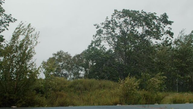 Strong storm wind and hurricane bends tree branches in the forest.Hurricane Lee 