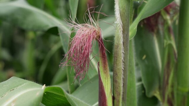 red corn flower