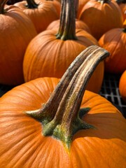 pumpkins and gourds