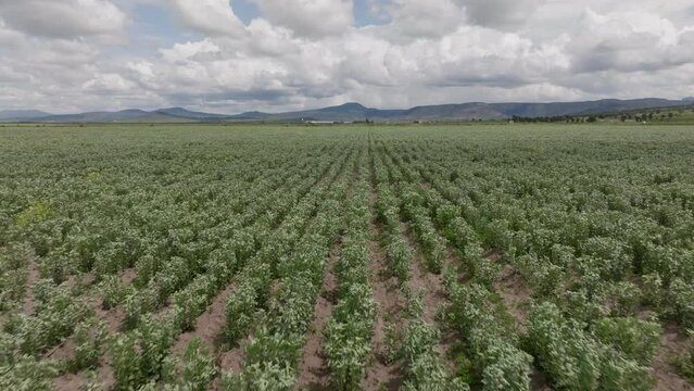 field of broad beans