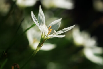 White Zephyranthes (rain flower) blooming