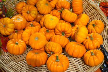 colorful pumpkins in basket in autumn harvest season