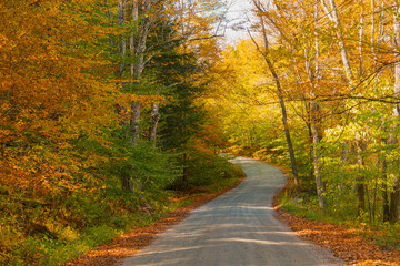 winding country road in colorful autumn forest
