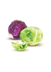 Fototapeta premium cabbage, vegetable, food, isolated, healthy, leaf, fresh, vegetarian, salad, head, lettuce, raw, white, organic, vegetables, ingredient, agriculture, plant, object, closeup, diet, green, brussels, nut