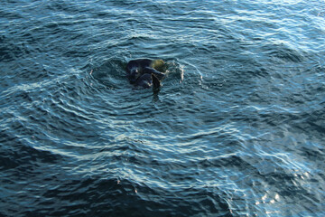 Fototapeta premium Two turtles in the water, Indian Ocean, Sri Lanka.