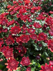 red flowers in a garden