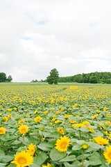 field of sunflowers and sky