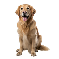 playful happy golden retriever dog isolated on transparent background