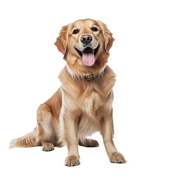 playful happy golden retriever dog isolated on transparent background