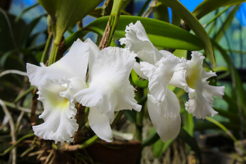 Flowering white orchids at Kings Botanical Garden in Peradeniya