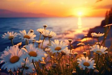 Foto op Canvas Beautiful wild flowers chamomile at sunset © Kien