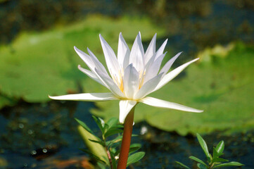 white water lily