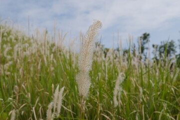 White grass in the field