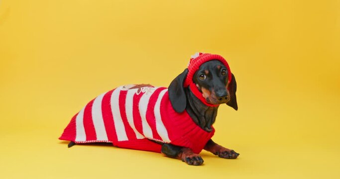 Funny dachshund dog model in ugly red striped sweater, hat posing at fashion show, on yellow background obediently raises head Advertisement children warm clothes outfit Puppy silly ridiculous look