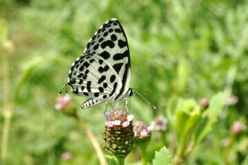 common pierrot butterfly 