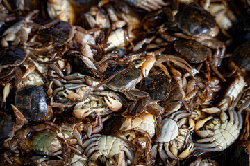 Marinated ricefield crab with salted for sale at the seafood market, Thailand