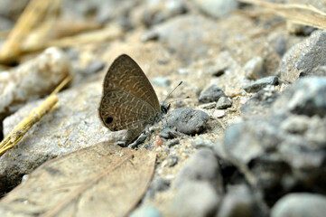 Tailless limeblue butterfly 