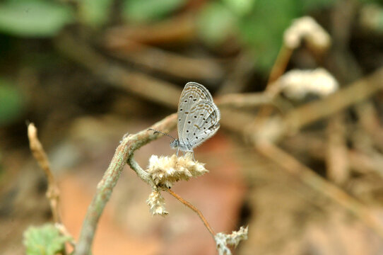 Tiny Grass blue Butterfly 