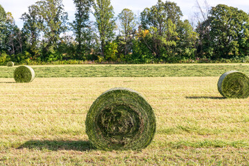 hay freshly rolled into large round bales shot ina field in the ottawa valley in september room for...