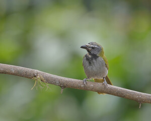 Fototapeta premium a black-headed saltator perching on a branch at boca tapada in costa rica