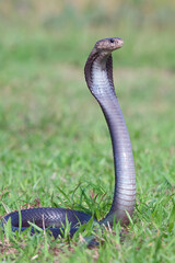 Fototapeta premium Cobra snake in attack position