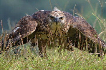 Changeable hawk eagle on a grassland