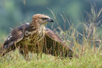 Changeable hawk eagle on a grassland