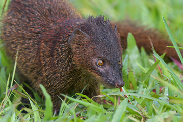 Javan mongoose eating a snake as a prey