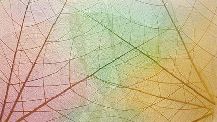 Top view of the leaf. Cell patterns  Skeletons leaves transparent shape .Abstract leaves from nature with Leaf veins abstract of Autumn background for creative banner designa for text and advertising.