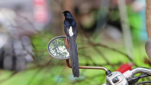 Seen perched on the left mirror of a ntorcylcle of a park ranger as it looks around, White-rumped Shama Copsychus malabaricus, Thailnd