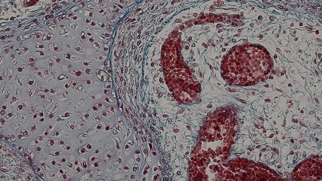 Backgrounds of Characteristics Tissue of Human under microscope in biology lab.