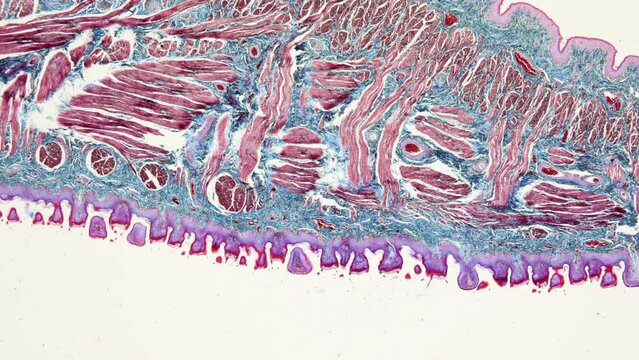 Backgrounds of Characteristics Tissue Tongue, Small intestine of Cat and Tissue of Esophagus rabbit under microscope.