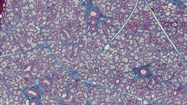 Backgrounds of Characteristics Tissue of Human under microscope in biology lab.
