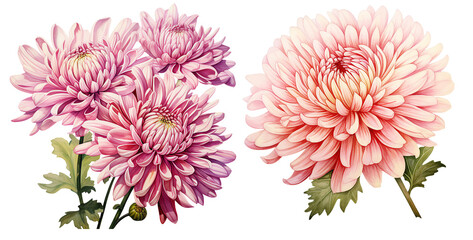 Chrysanthemum watercolor illustration . generative ai
