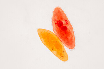 Paramecium caudatum is a genus of unicellular ciliated protozoan and Bacterium under the microscope.
