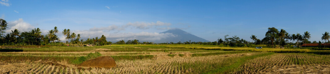 a daytime scene in the middle of a rice field with a very clear sky and very green plants 