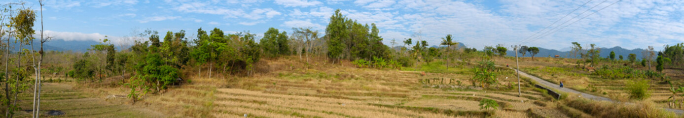 a daytime scene in the middle of a rice field with a very clear sky and very green plants 