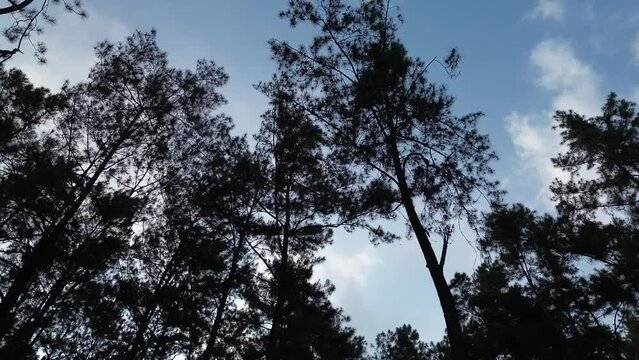 silhouette of a pine tree against a blue sky decorated with white clouds