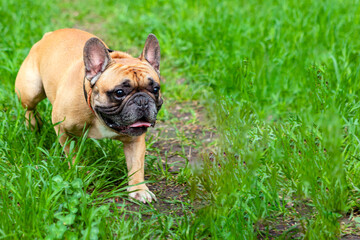 Fototapeta premium A French bulldog walks on the green grass in the park.