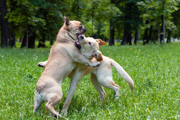 Dogs, a French Bulldog and a Labrador are playing in a clearing.