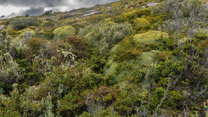 Typical stunted vegetation of southern Patagonia. The plant is Yareta, azorella compacta on a hill among grass, bushes with red berries. Argentina. 