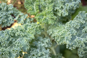 Green Kale leaf from the garden