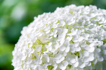 Hydrangea flower, Hydrangea macrophylla, or Hortensia flower with green stem and foliage blooming...