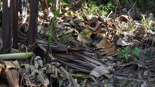 Wide view of fallen banana and abaca trees in the rainforest of Catanduanes, Philippines.