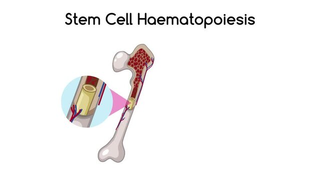 An informative animation explaining the process of stem cell hematopoiesis.
