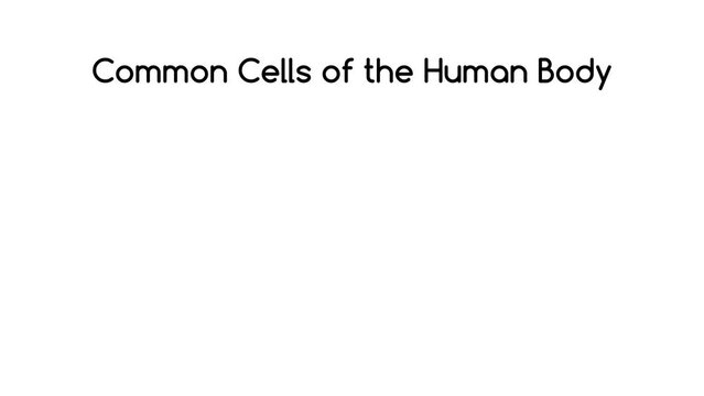An informative animation showcasing various types of cells found in the human body.