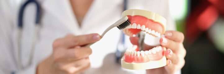 Woman dentist holds model of jaws and toothbrush in her hands close-up.