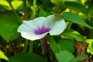 Water spinach edible leaves and flowers, morning glory, water convolvulus