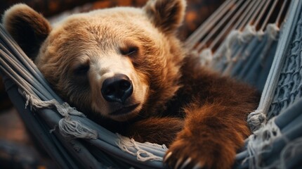 Retrato de un oso tumbado en una hamaca - obrazy, fototapety, plakaty